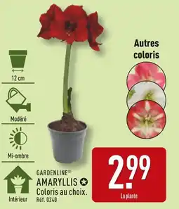 ALDI GARDENLINE Amaryllis offre