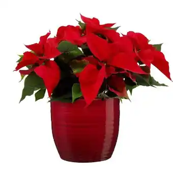 Carrefour Poinsettia offre