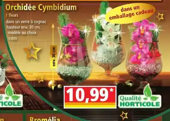 Norma Orchidée Cymbidium offre