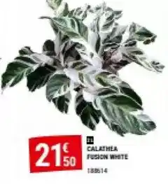 Gamm vert Calathea fusion white offre