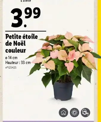 Lidl Petite étoile de Noël couleur offre