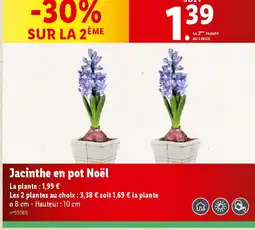 Lidl Jacinthe en pot Noël offre