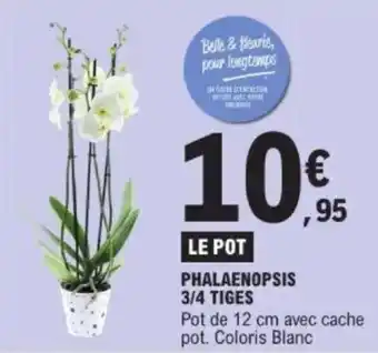 E.Leclerc Phalaenopsis 3/4 tiges offre