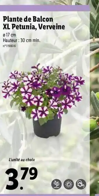 Lidl Plante De Balcon Xl Petunia, Verveine offre