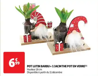 Auchan Supermarché Pot lutin barbu + 1 jacinthe pot en verre offre