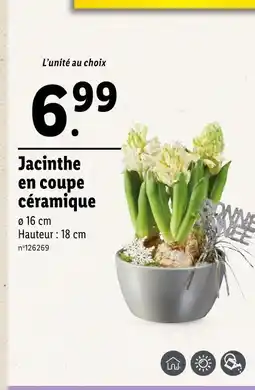 Lidl Jacinthe en coupe céramique offre