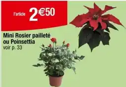 Carrefour Mini Rosier pailleté ou Poinsettia offre