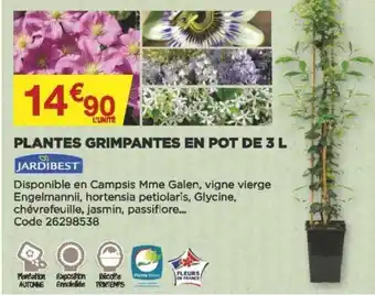 Bricomarché Plantes grimpantes en pot de 3 L offre