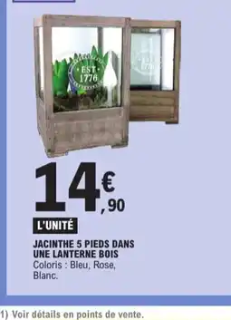 E.Leclerc Jacinthe 5 pieds dans une lanterne bois offre