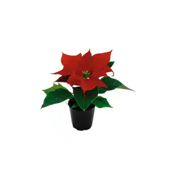 Auchan Mini Poinsettia Rouge Marque Nom offre