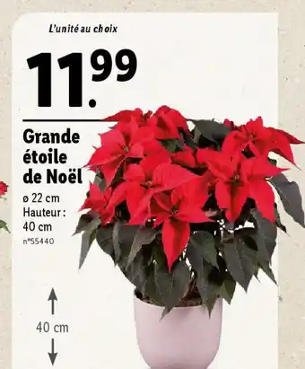 Lidl Grande étoile de Noël offre