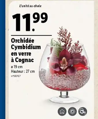 Lidl Orchidée Cymbidium offre