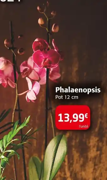 Colruyt Phalaenopsis offre