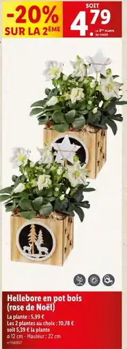 Lidl Hellebore en pot bois (rose de Noël) offre