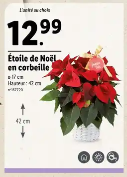 Lidl Étoile de Noël en corbeille offre