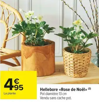 Carrefour Market Hellebore «rose de noël» offre