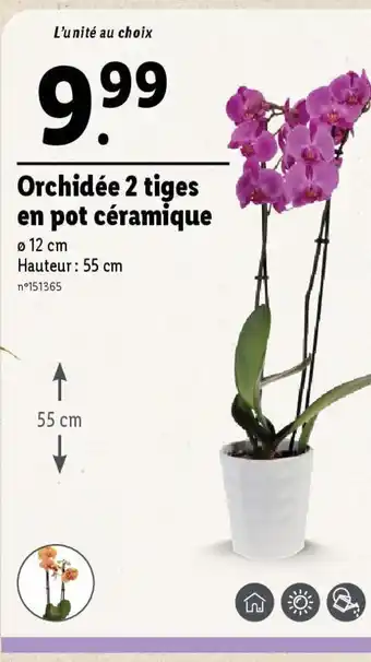 Lidl Orchidée 2 tiges en pot céramique offre