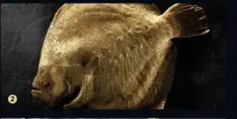 B. Turbot*