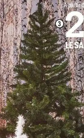 Le sapin blooming