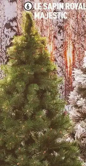 Centrakor Le sapin royal majestic offre