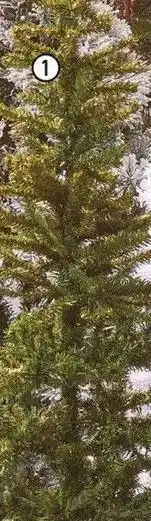 Centrakor Le sapin essentiel offre