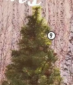 Centrakor Le sapin nebraska offre