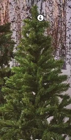 Le sapin alpine king