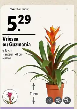 Vriesea ou Guzmania