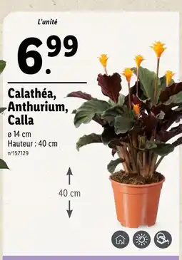 Lidl Calathéa, Anthurium, Calla offre