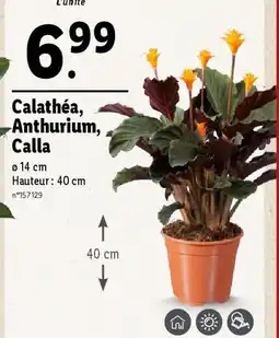 Lidl Calathéa, Anthurium, Calla offre