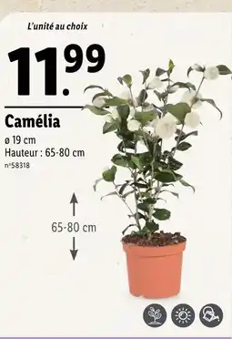 Lidl Camélia offre