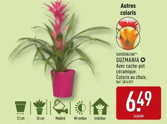 ALDI GARDENLINE Guzmania offre