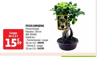 Auchan Ficus ginseng offre