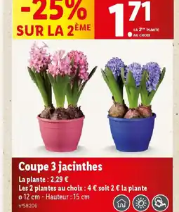 Lidl Coupe 3 jacinthes offre