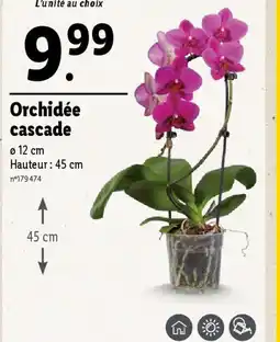 Lidl Orchidée cascade offre