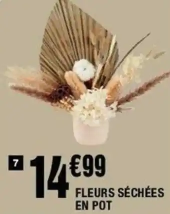 La Foir'Fouille Fleurs séchées en pot offre