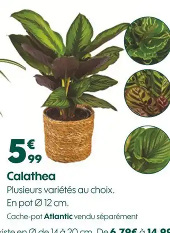 Truffaut Calathea offre