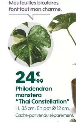 Truffaut Philodendron monstera Thai Constellation offre