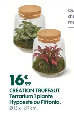 Truffaut CRÉATION TRUFFAUT Terrarium 1 plante hypoeste ou fittonia offre