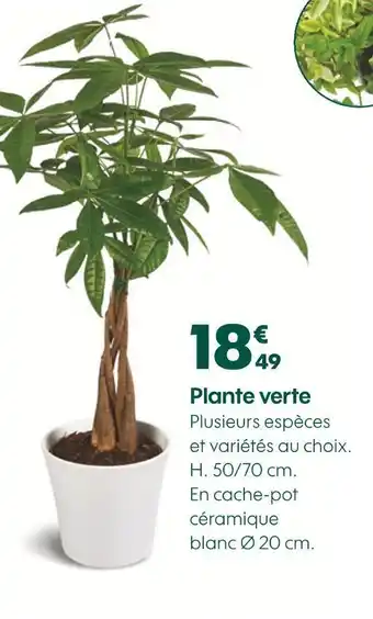 Truffaut Plante verte offre