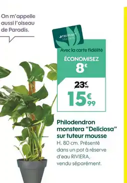 Truffaut TRUFFAUT Philodendron monstera deliciosa sur tuteur mousse offre