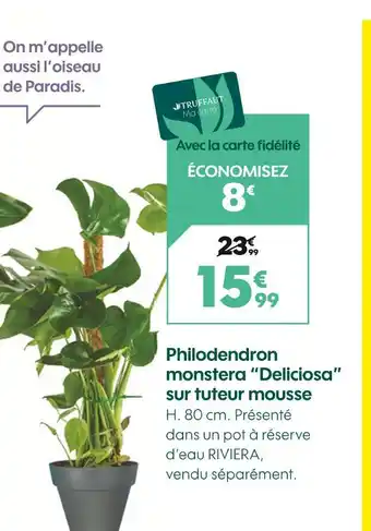 Truffaut TRUFFAUT Philodendron monstera deliciosa sur tuteur mousse offre