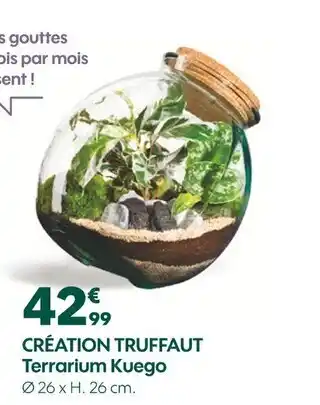 Truffaut CRÉATION TRUFFAUT Terrarium Kuego offre