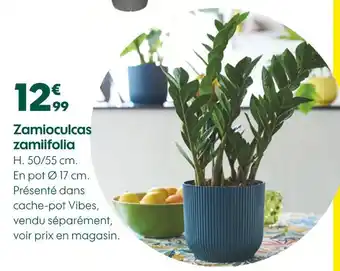 Truffaut Zamioculcas zamiifolia offre