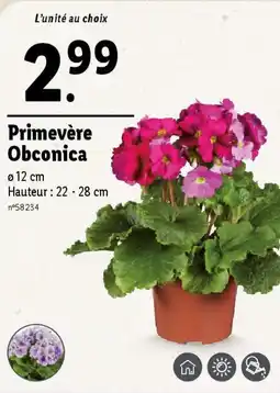 Lidl Primevere obconica offre