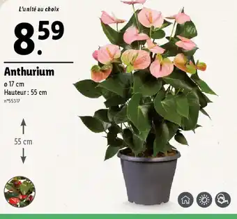 Lidl Anthurium offre