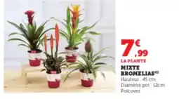 Super U Mixte bromelias offre