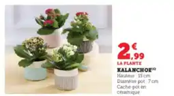 Super U Kalanchoe offre