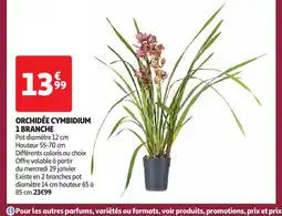 Auchan Orchidée cymbidium offre