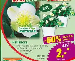 Norma Qualité Horticole Hellébore offre